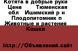 Котята в добрые руки › Цена ­ 1 - Тюменская обл., Ишимский р-н, Плодопитомник п. Животные и растения » Кошки   